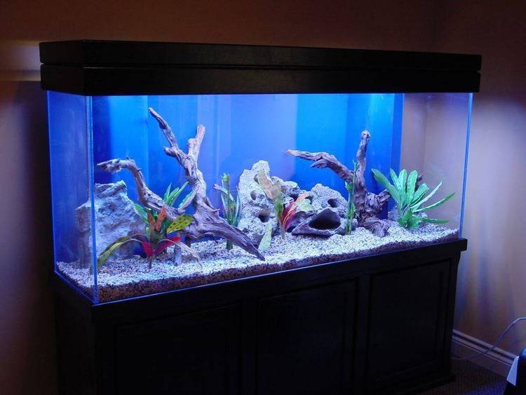 Program for establishing proper aquarium lighting in the home aquarium. For serious aquarists.