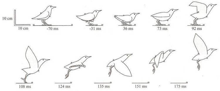 Animator FLI of mechanical birds.