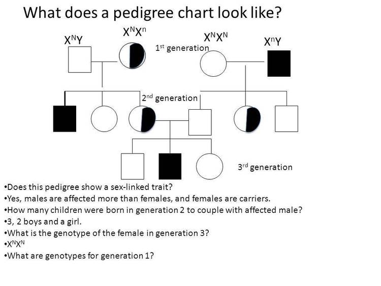 17 generation pedigree chart in Lotus 1-2-3 worksheet format.