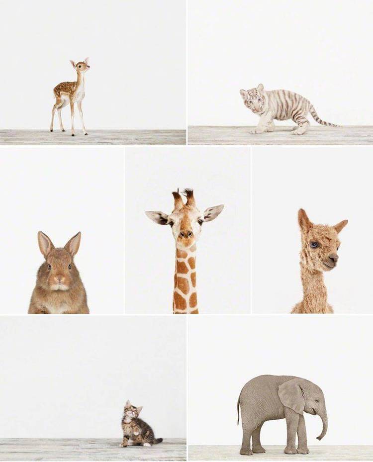 PrintShop graphics of zoo animals.