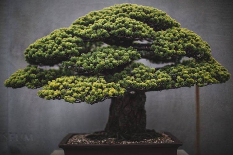 How to keep your bonsais alive. Also contains history of the bonsai tree.