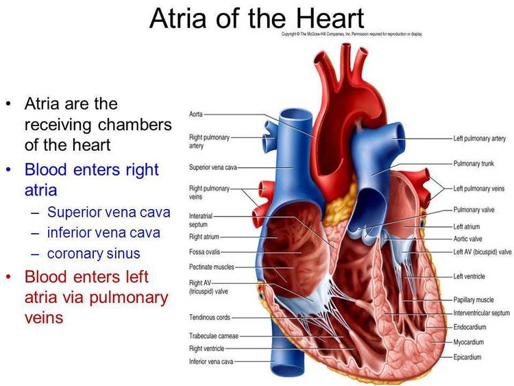 A review of the chambers of the heart and the large blood vessels entering and leaving the heart. EKG readings.